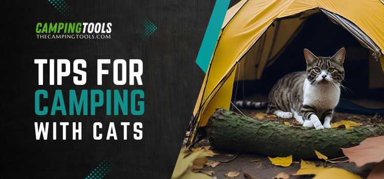 Tips for Camping with Cats